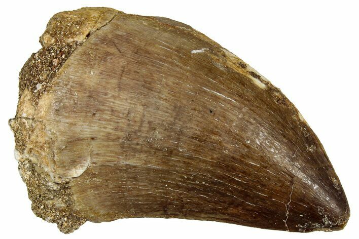 Fossil Mosasaur (Thalassotitan) Tooth - Morocco #330258